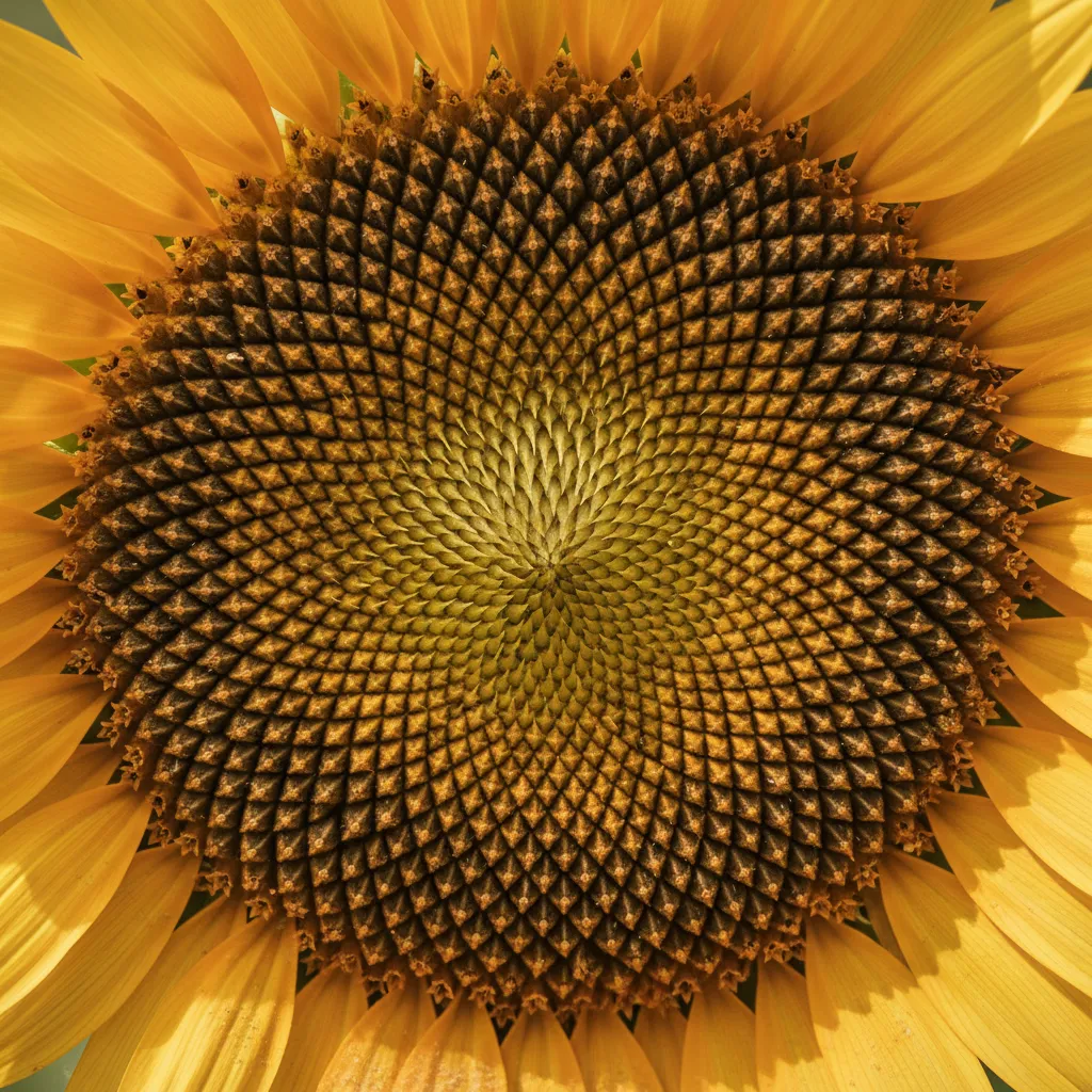 해바라기는 수학을 모르는데 왜 피보나치대로 자랄까